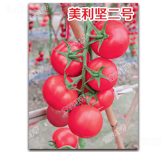 美利堅(jiān)二號-粉果番茄種子-南澳綠亨