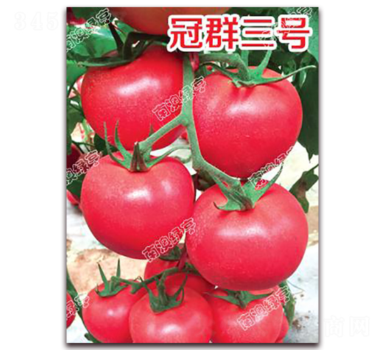 冠群三號-粉果番茄種子-南澳綠亨