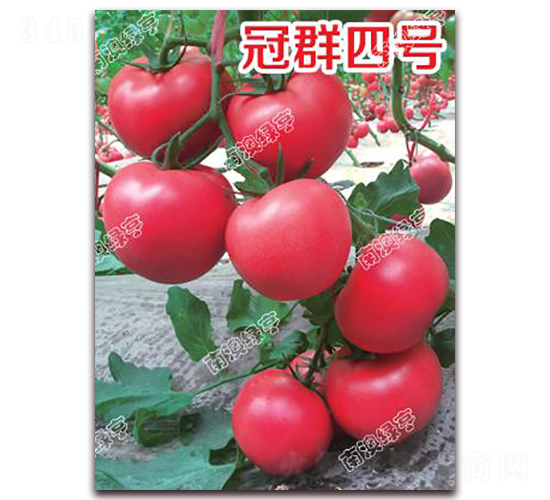 冠群四號-粉果番茄種子-南澳綠亨