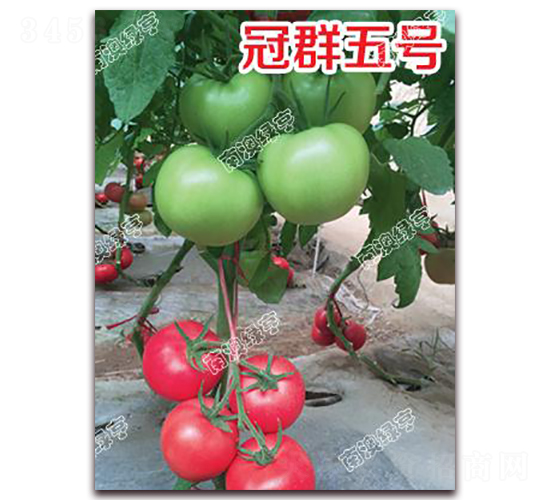 冠群五號-粉果番茄種子-南澳綠亨