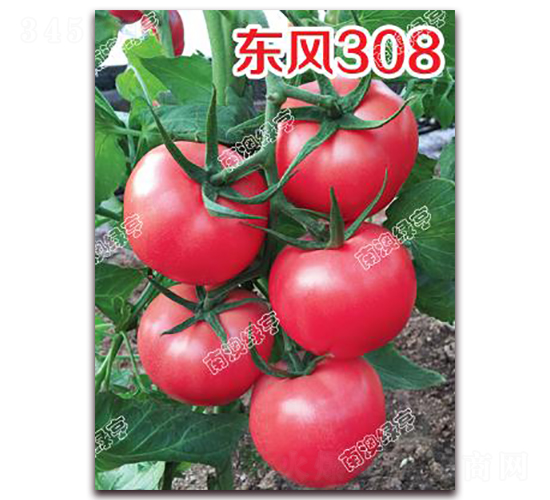 東風308-粉果番茄種子-南澳綠亨