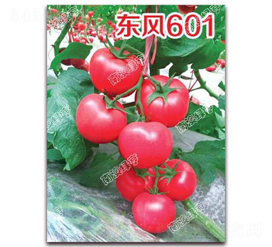 東風601-粉果番茄種子-南澳綠亨