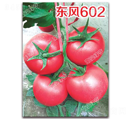 東風602-粉果番茄種子-南澳綠亨