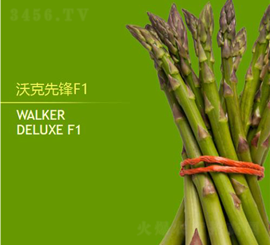 沃克先鋒F1-蘆筍種子-益碩豐農業