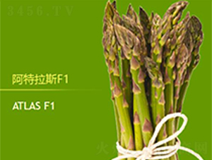 阿特拉斯F1-蘆筍種子-益碩豐農業