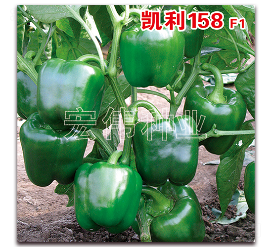 P158F1-N-ꂥNI