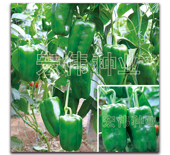 P168-N-ꂥNI