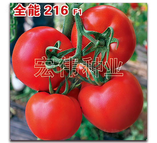 ȫ216-ttN-ꂥNI