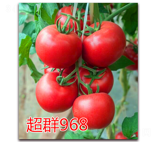 Ⱥ968-۹ѷN-|ZrI