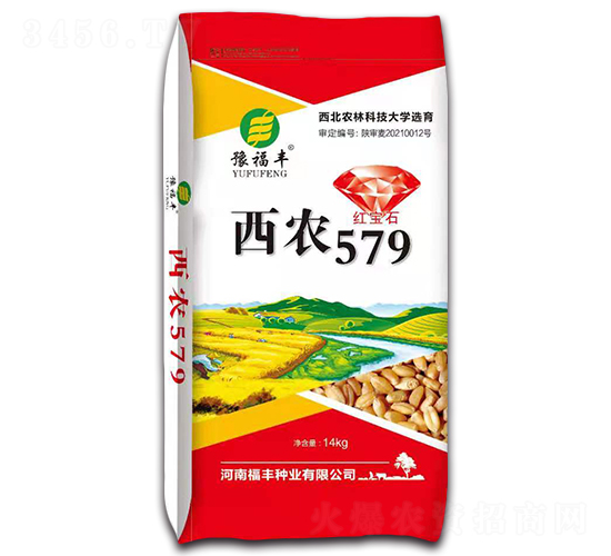 西農579-小麥種子-豫鑫博
