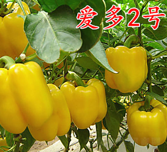 ۶2̖-N-frI