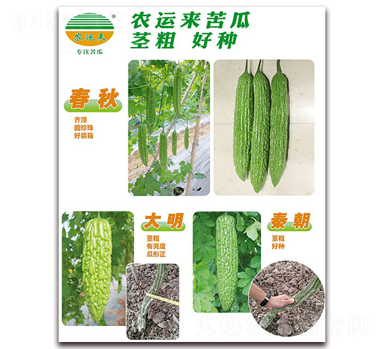 春秋+大明+秦朝-苦瓜種子-農運來
