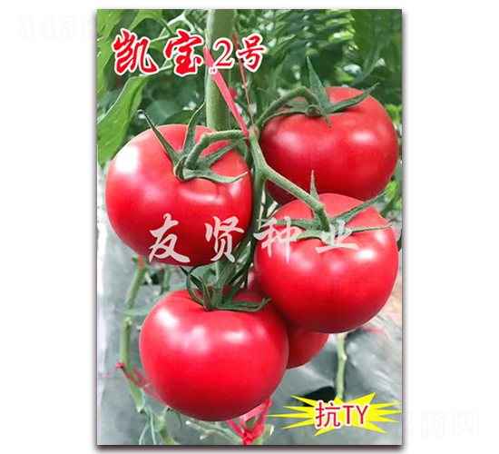 凱寶2號-粉色大番茄種子-友賢種業