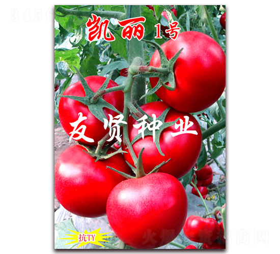 凱麗1號(hào)-粉色大番茄種子-友賢種業(yè)