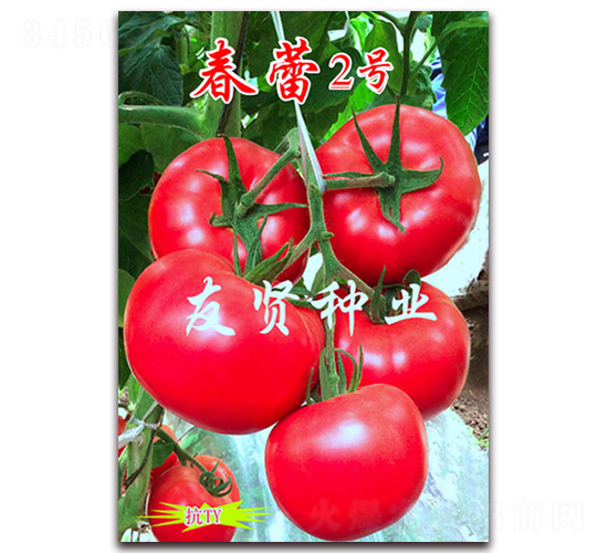 春蕾2號-粉色大番茄種子-友賢種業(yè)