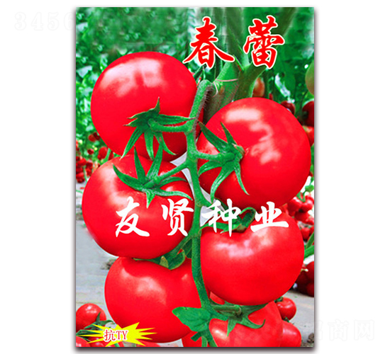 春蕾-粉色大番茄種子-友賢種業