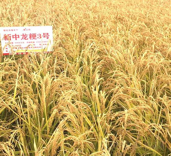 新中龍粳3號-小麥種子-瑞豐種業