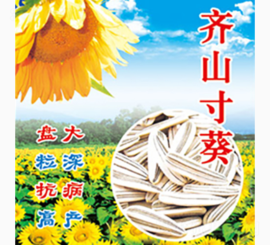 齊山寸葵-齊山種業