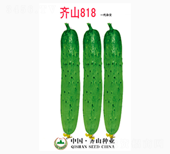 齊山818-齊山種業