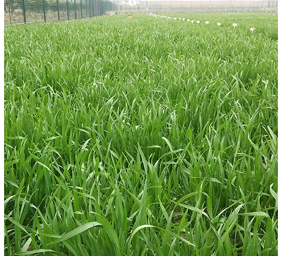 安農1124-華皖種業