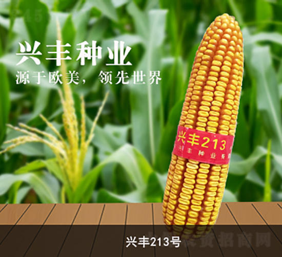 興豐213號-玉米種子-興豐種業