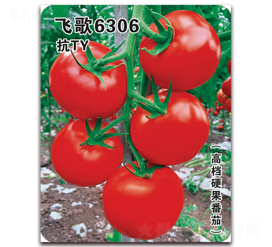 飛歌6306-番茄種子-飛歌農業