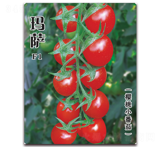 瑪薩-番茄種子-飛歌農業