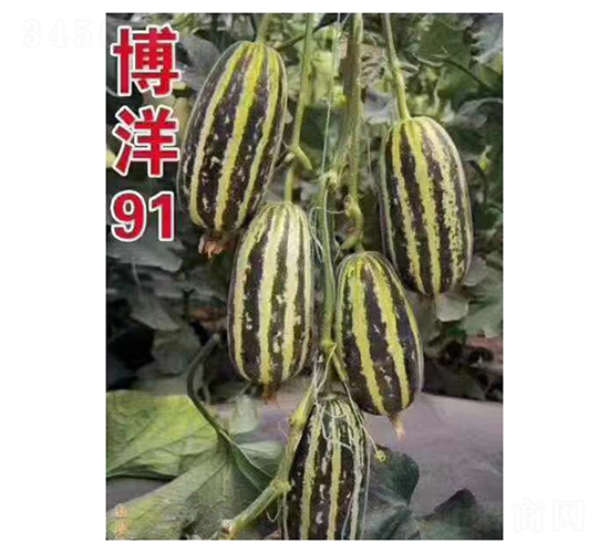 博洋91-甜瓜種子-凌廣農業