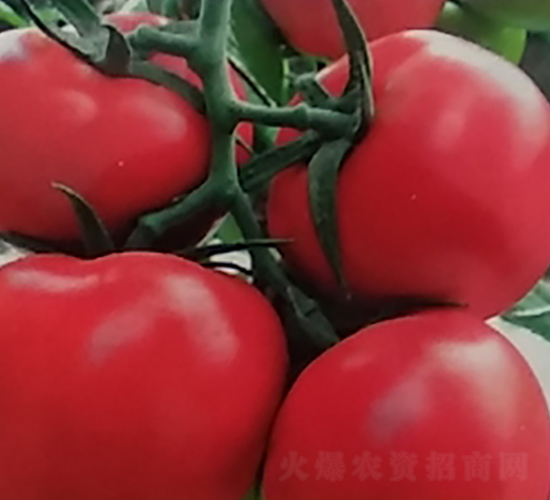 大紅齊達利-番茄種子-地喜農業