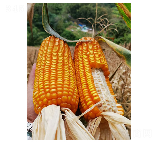 525-׷N-SNI