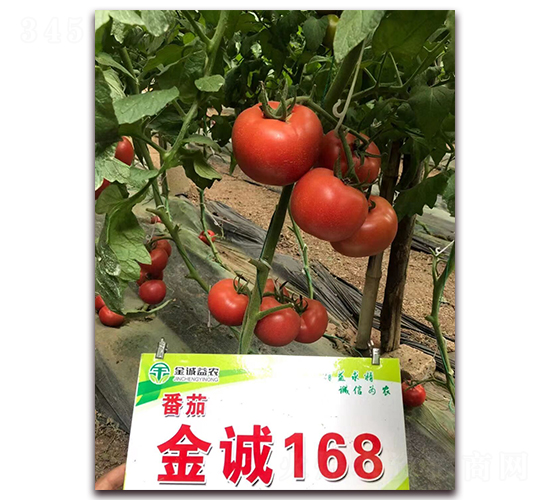 金誠(chéng)168-番茄種子-金誠(chéng)益農(nóng)