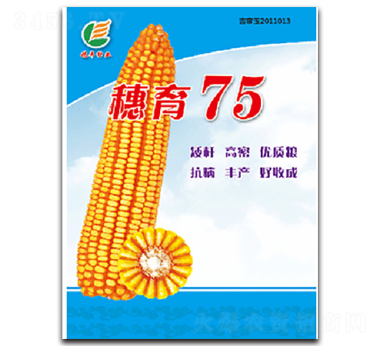 穗育75-玉米種子-穗豐種業