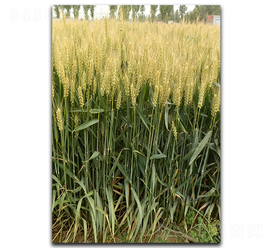 170-СN