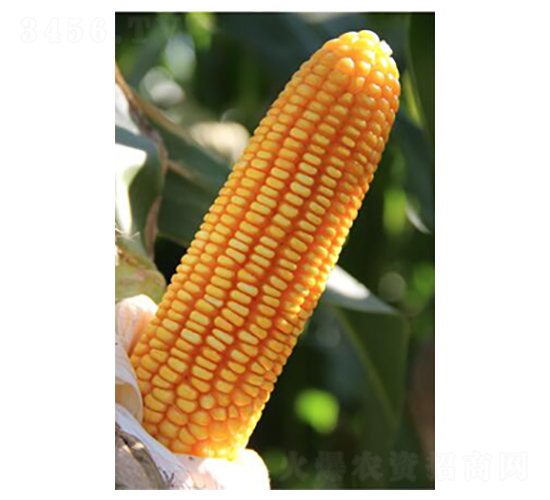 德單5號(hào)-玉米種子-德農(nóng)種業(yè)