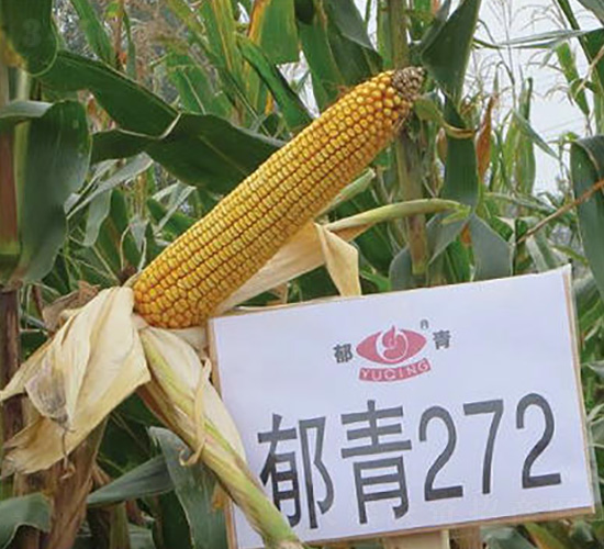 272-׷N-ʥ̷NI
