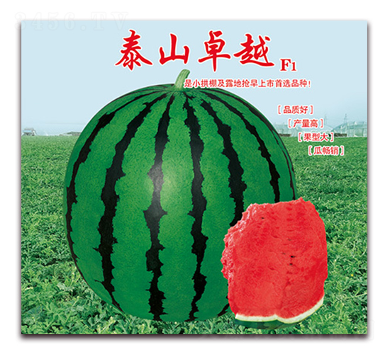 泰山卓越-西瓜種子-美好種苗