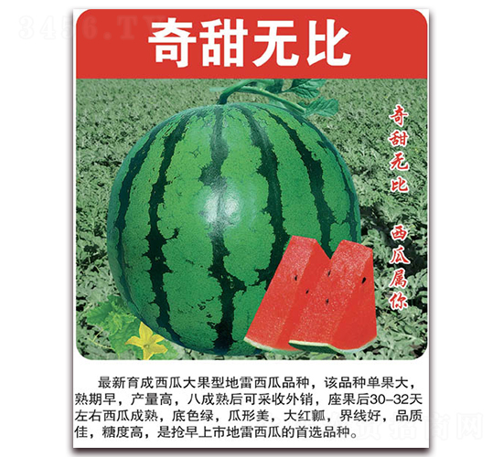 奇甜無比-西瓜種子-美好種苗
