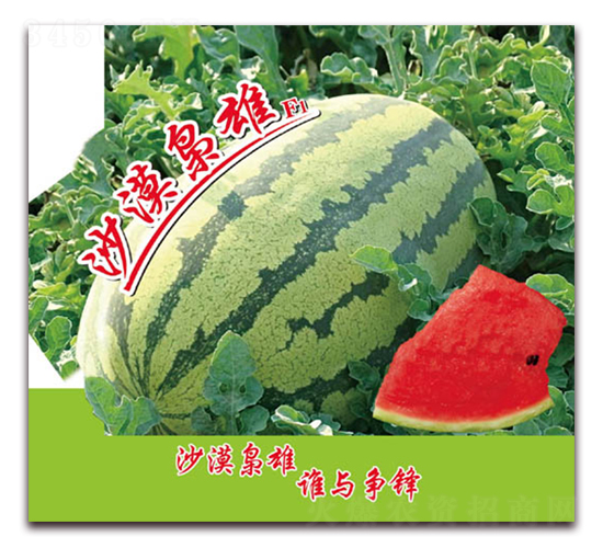 沙漠梟雄-西瓜種子-美好種苗