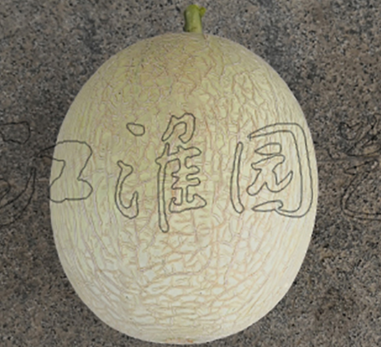 江淮蜜8號-甜瓜種子-江淮園藝