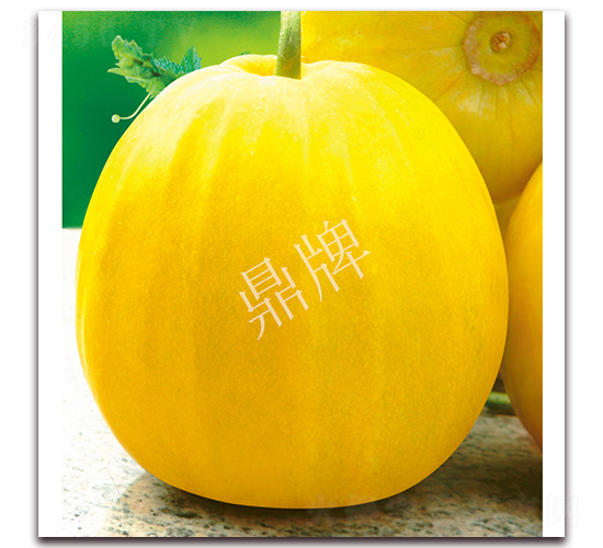 秋甜1號-甜瓜種子-鼎牌種苗