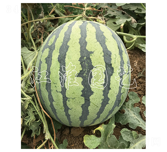 精彩4號-西瓜種子-江淮園藝
