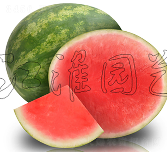 無籽5號-西瓜種子-江淮園藝