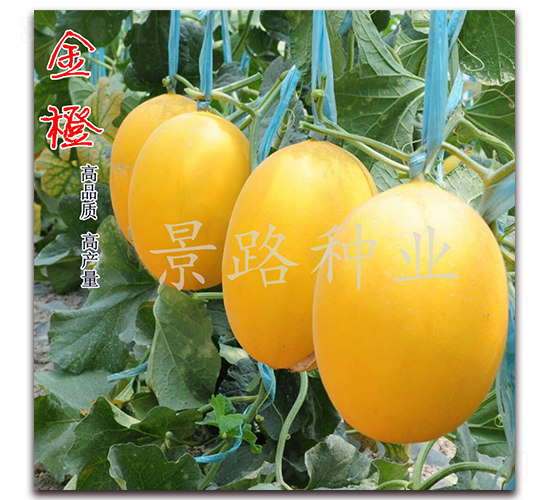 景路金橙-厚皮甜瓜種子-景路種業