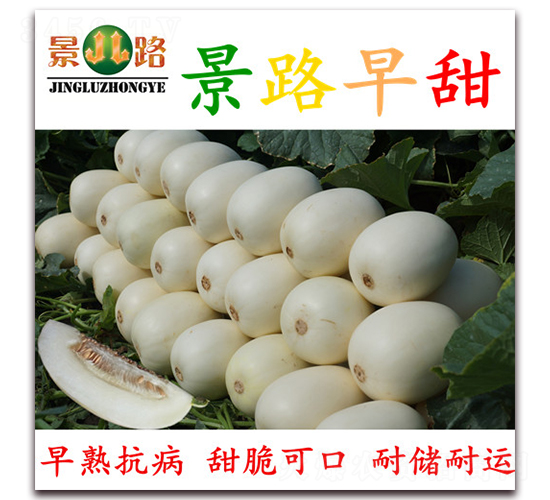 景路早甜-厚皮甜瓜種子-景路種業