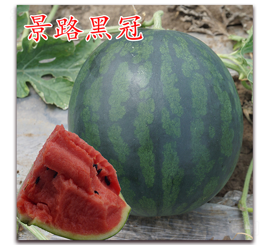 景路黑冠-西瓜種子-景路種業(yè)