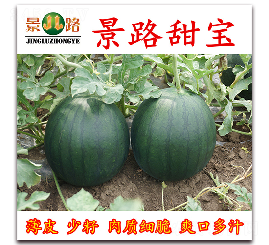 景路甜寶-西瓜種子-景路種業