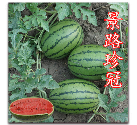景路珍冠-西瓜種子-景路種業(yè)