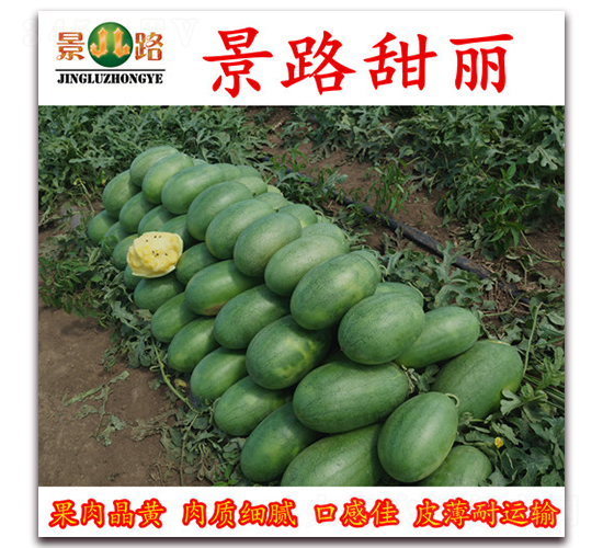 景路甜麗-西瓜種子-景路種業