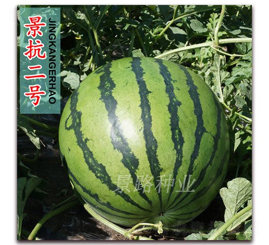 景抗二號-大西瓜種子-景路種業