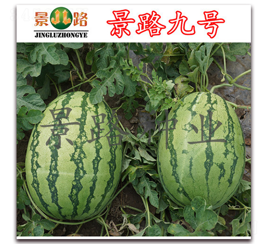 景路九號-大西瓜種子-景路種業